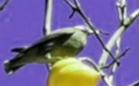 觀察小鳥的日記作文