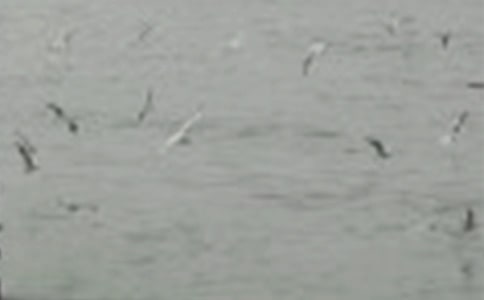 С�B�c���u�Ĺ���,������ʹ�ˆ�ʧ��־��������