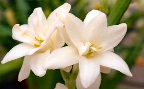 夜來香600字作文