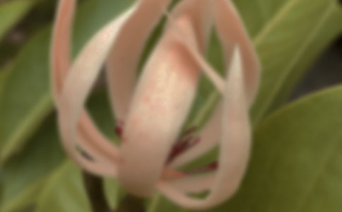 玉蘭花作文500字(通用24篇)