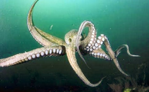 女人吃章魚的好處