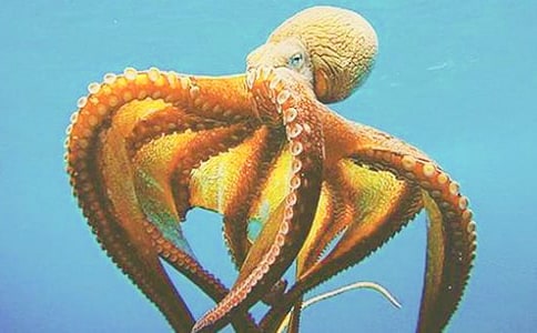 ��ζ�����~�����꼉��������500��