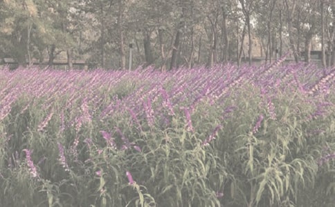 �P(gu��n)��ֲ��@��ӛģ��R��5ƪ