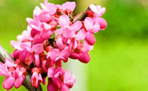 紫荊花開作文(6篇)