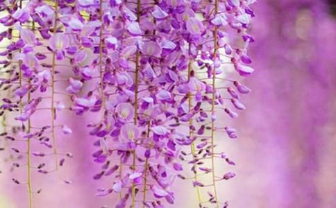 ���������ٻ�����