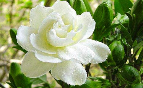 《梔子花開(kāi)》充滿青春的語(yǔ)錄