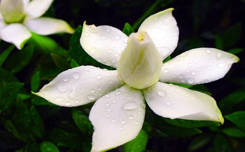 梔子花開語錄 夢想一定要有