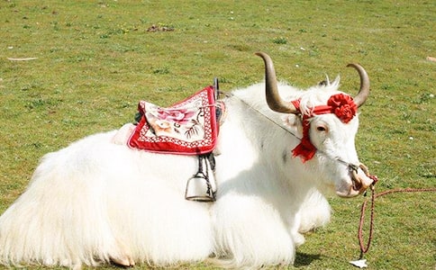 ��ţ��ɻ��(d��ng)���N�V���ȫ