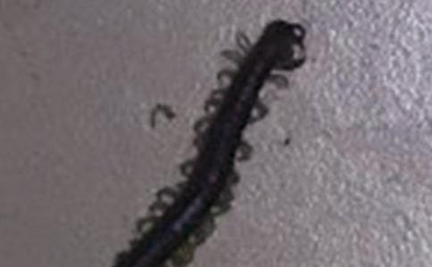 �P(gu��n)���~�Z�������