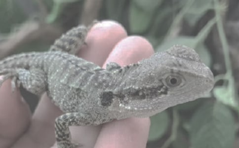 小蜥蜴作文300字