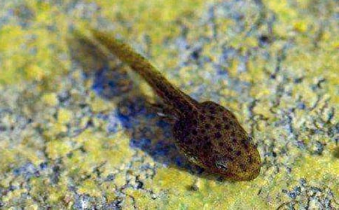 ��С��򽡱�ҋ������ģ����x34ƪ��