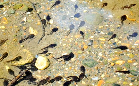 ��С����ҋ������̌W��˼��ͨ��11ƪ��