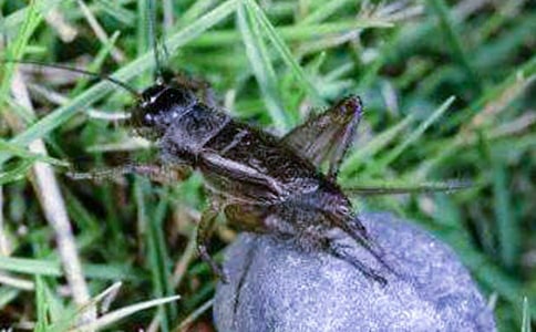 ׽���Ԋ(sh��)�Č�(xi��)