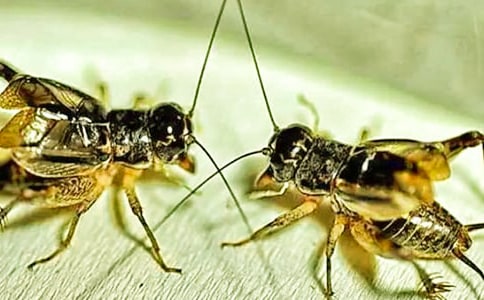 蟋蟀在鄉(xiāng)下-初一續(xù)寫改寫作文