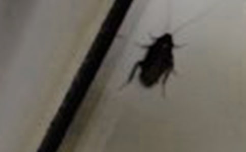 打蟑螂趣事作文