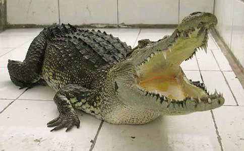 ���š��{�~���Ă�С��������600��