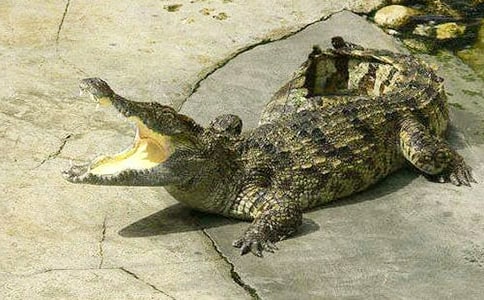 ��؈���{�~ͯԒ����