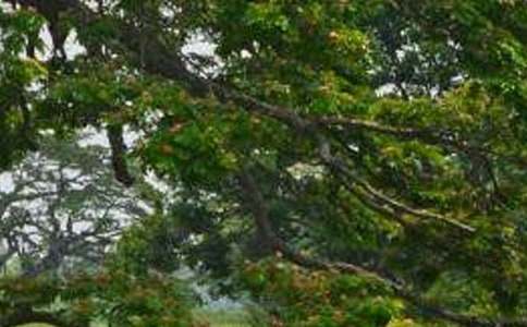 我喜歡白楊樹(shù)作文600字