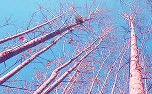 �茑���ח�䡷����600��