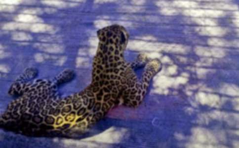 小豹子的后悔事作文200字