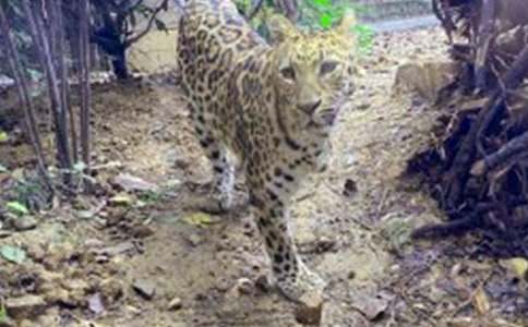 假如我吃了熊心豹子膽作文