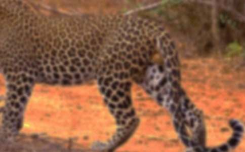 ����ʷ��Ƥ���ӂ�����Ԋ��ԭ�ĺͷ��g