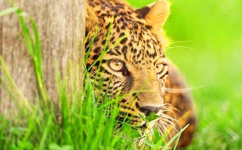 【精華】豹子作文500字4篇