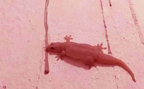 С�ڻ�ؐؐ��С�������600��