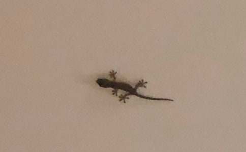 ★觀察壁虎作文