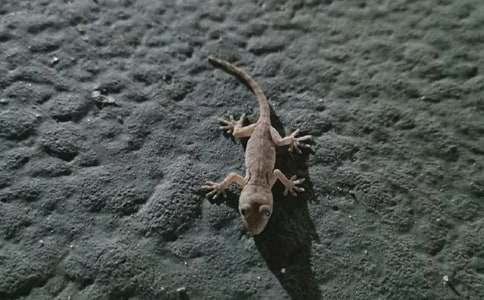 �P(gu��n)�ڱڻ�����500�ְ�ƪ