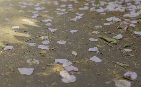 ̫ꖡ���������