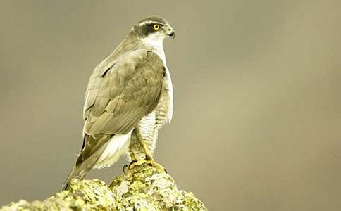 �uȺ����n����ͯԒ����