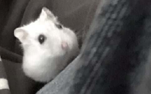 可愛的倉(cāng)鼠作文