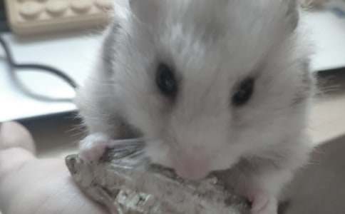 ӛ�ҵ�һֻ�}(c��ng)������