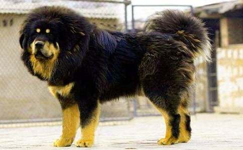 ���^�ƣ��澳�е�Ѫ�ԡ����ᡱ