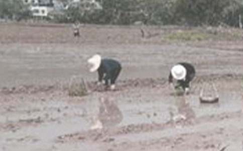 農(nóng)村趣事插秧作文600字