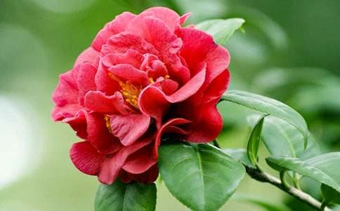 ��ϲ�g�軨��������