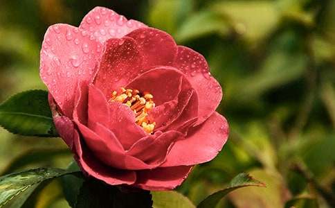 �茑ɽ�軨������