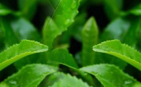 采茶葉400字作文(精選35篇)