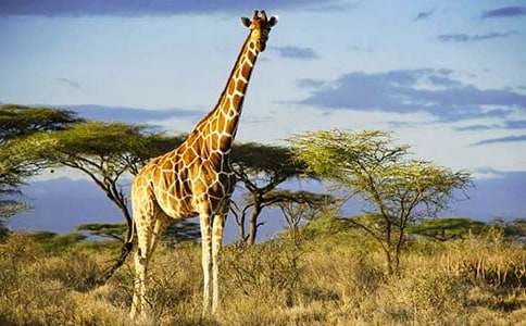 ���ܺ��L(zh��ng)�i¹����300��