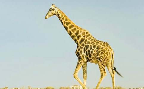 �L(zh��ng)�i¹�ʹ������^(gu��)�ӿ��D��Ԓ����