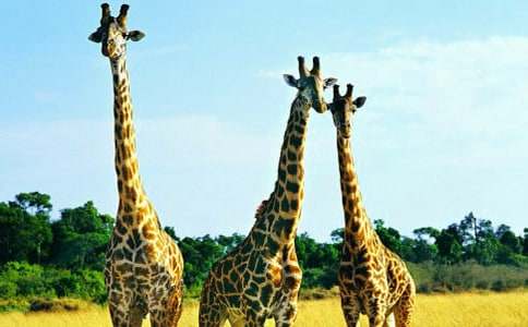 �L(zh��ng)�i¹�Ⱥ�؂ͯԒ����