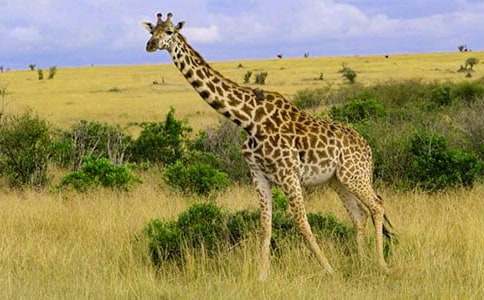 ��(j��ng)��ͯԒ���������L�i¹��ɽ��