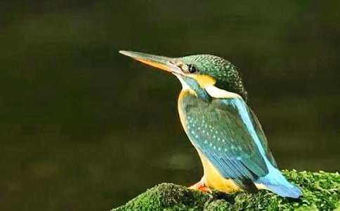 翠鳥教學(xué)設(shè)計(jì)15篇