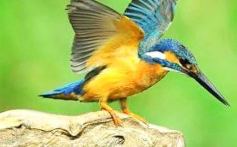 翠鳥作文400字5篇