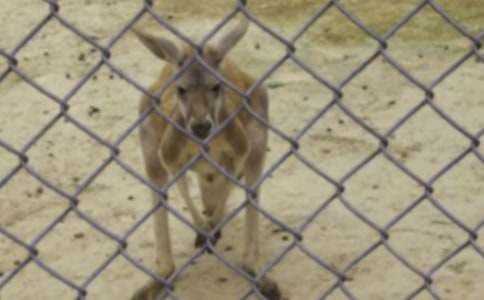 袋鼠淘淘和白兔強強的故事作文