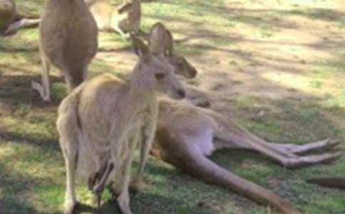 我喜歡袋鼠作文