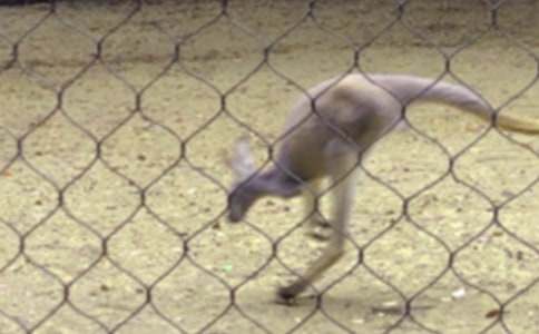 ��ȵ�С����ͯԒ����