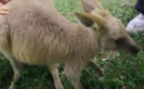 小白兔救小袋鼠小學(xué)作文