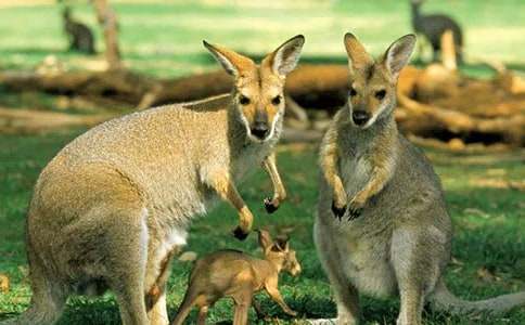 ����Ć�ʾ����